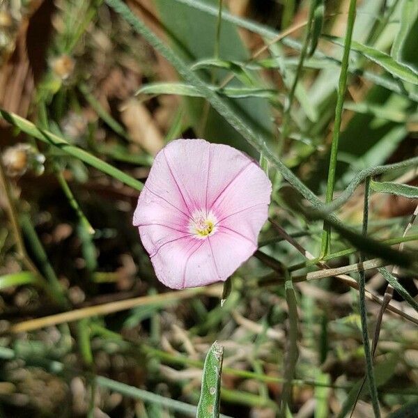 Convolvulus cantabrica Квітка