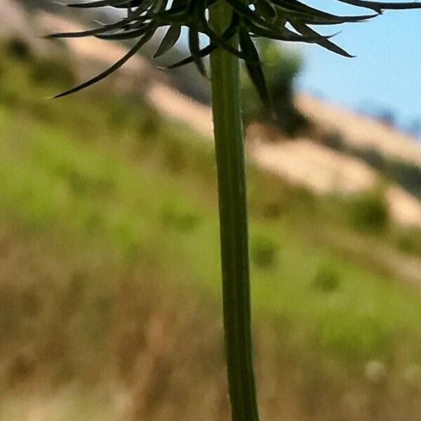 Daucus carota Φλοιός