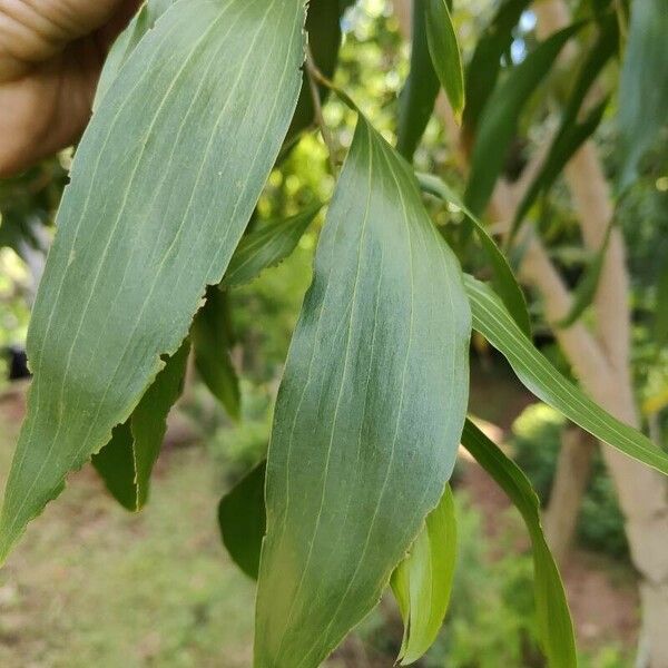 Acacia auriculiformis Hostoa