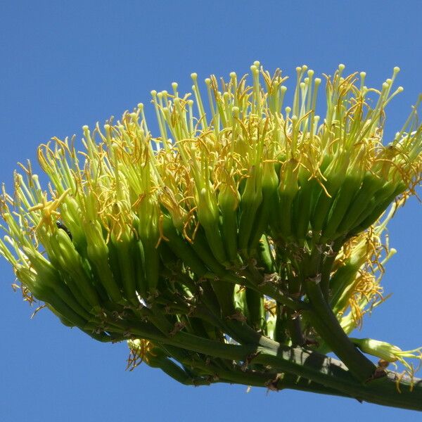 Agave americana Blodyn