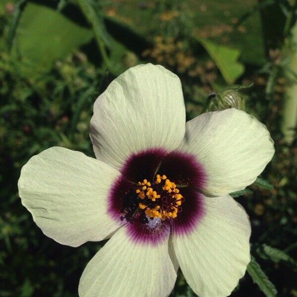 Hibiscus cannabinus Flower