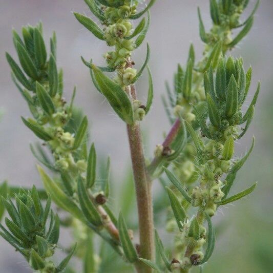 Bassia hyssopifolia Hedelmä