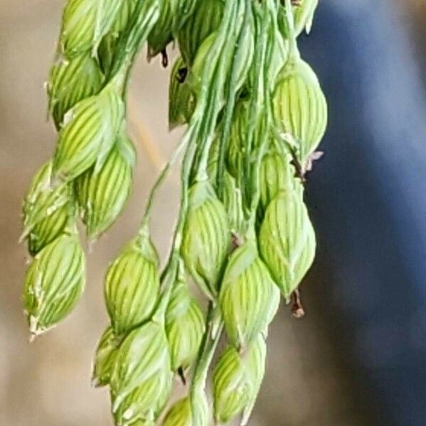 Panicum miliaceum Blomma