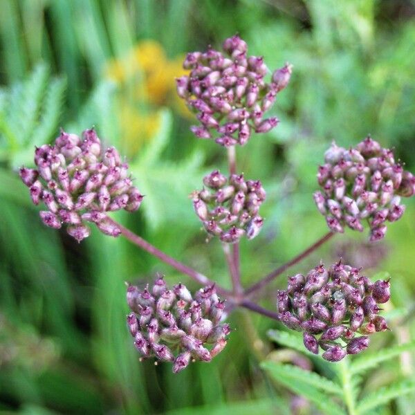 Seseli annuum Blomma