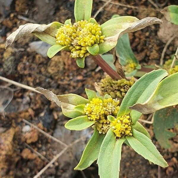 Flaveria trinervia Flower
