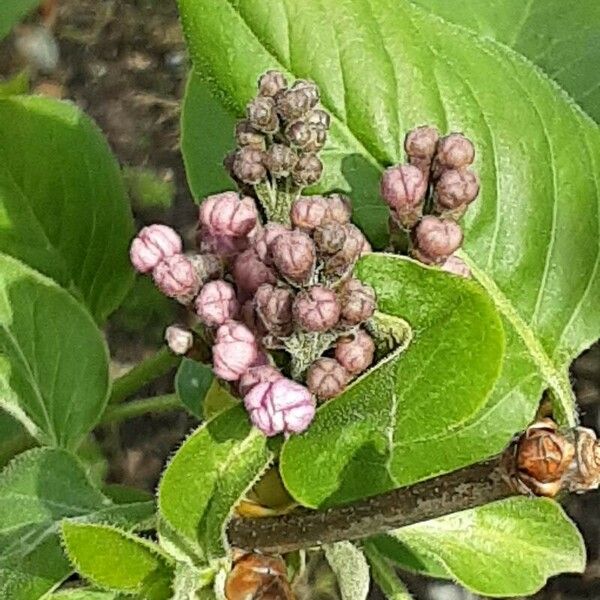 Syringa pubescens Flors