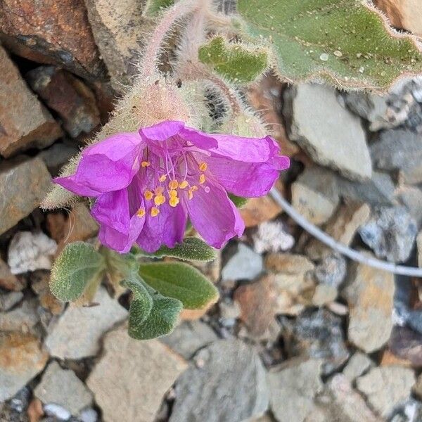 Allionia incarnata Flower