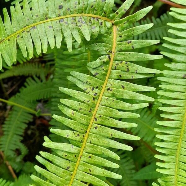 Dicranopteris flexuosa Blad