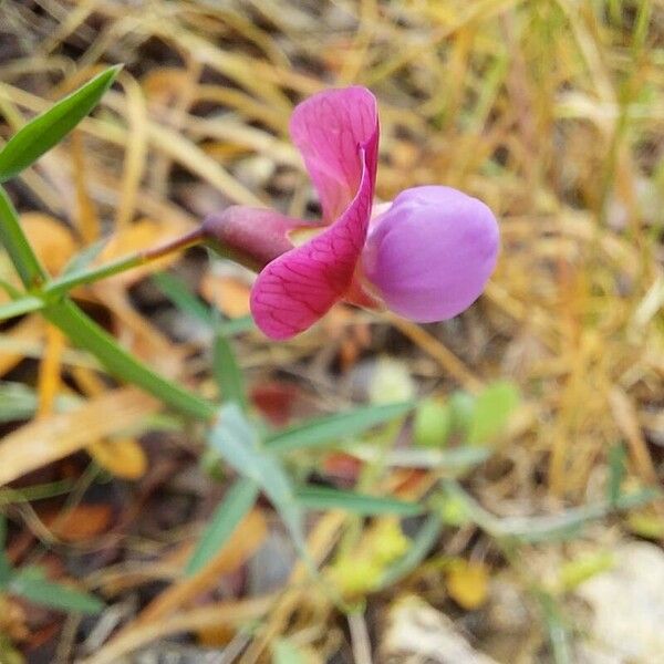 Lathyrus clymenum പുഷ്പം