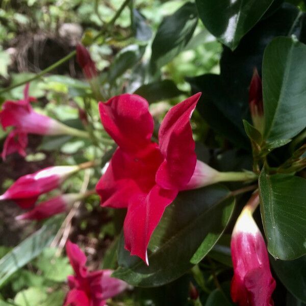 Mandevilla laxa Flower