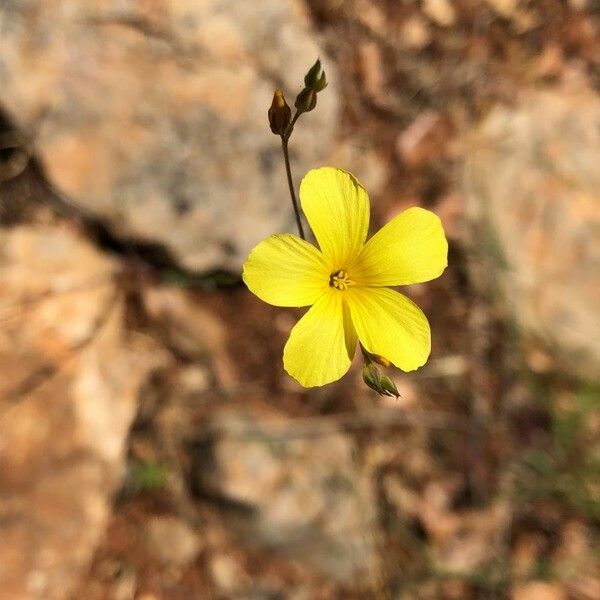 Linum maritimum Cvet