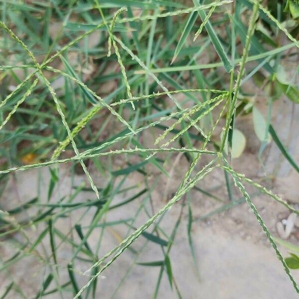 Digitaria ciliaris 形態