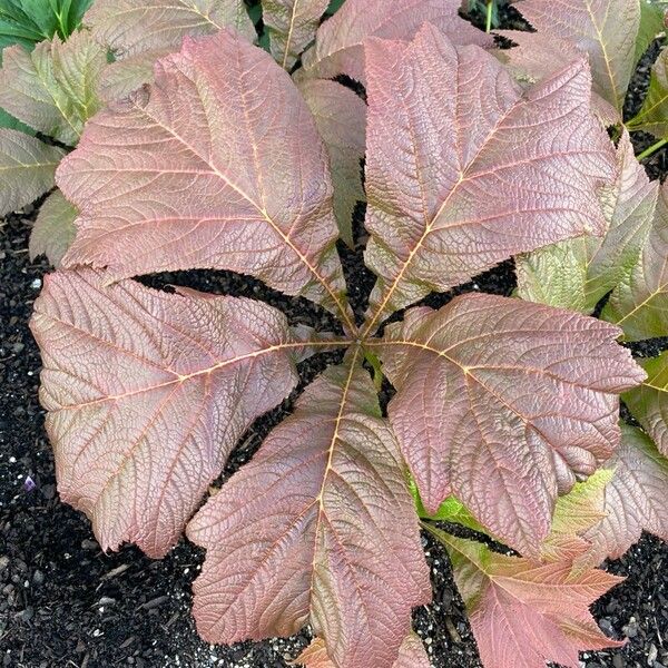 Rodgersia podophylla Blad