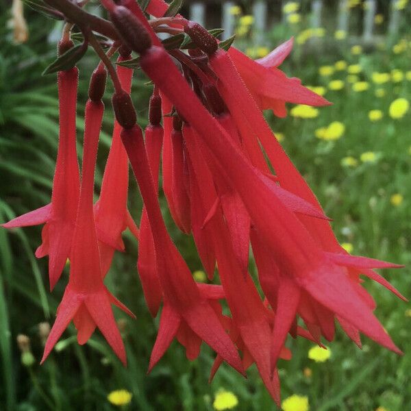 Fuchsia boliviana Flor