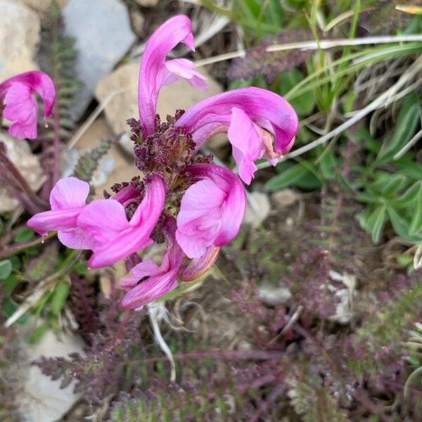 Pedicularis gyroflexa Kukka