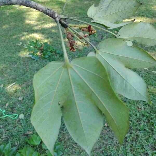 Sterculia apetala Levél