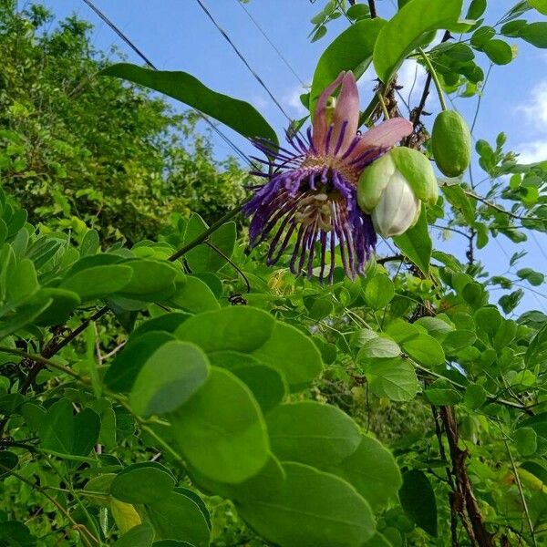 Passiflora laurifolia Blomma