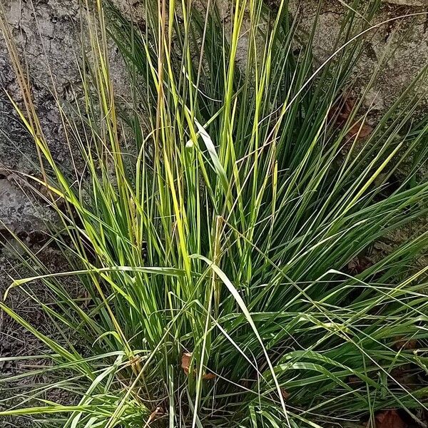 Molinia caerulea Folha