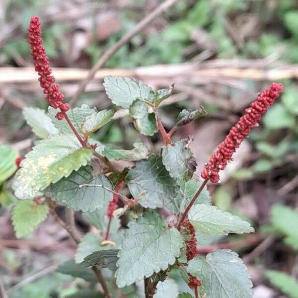 Acalypha multicaulis Flower