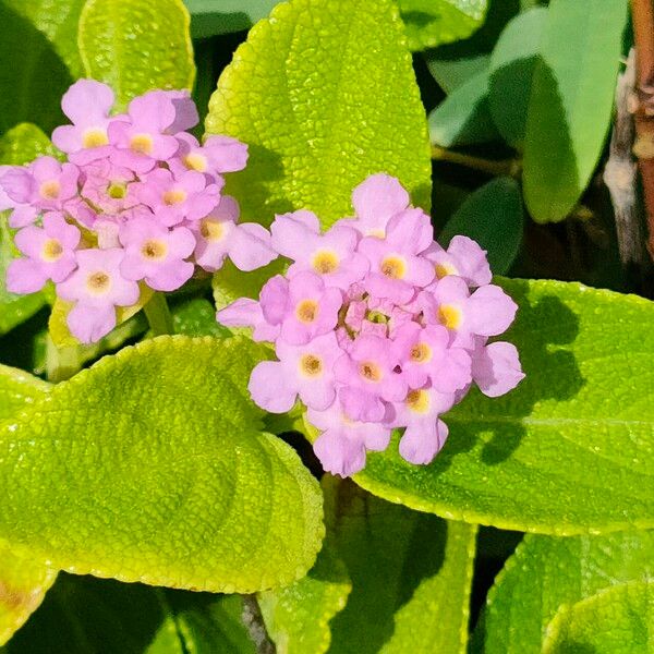 Lantana involucrata Kvet