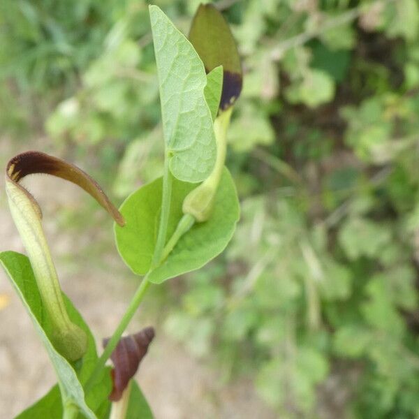 Aristolochia rotunda Lehti