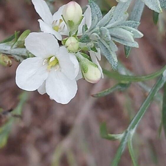 Gomphostigma virgatum Lorea