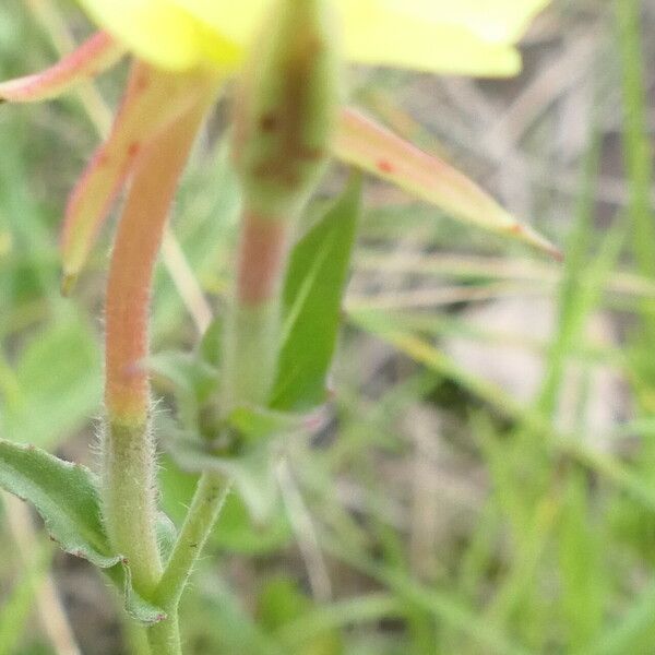 Oenothera stricta Лист