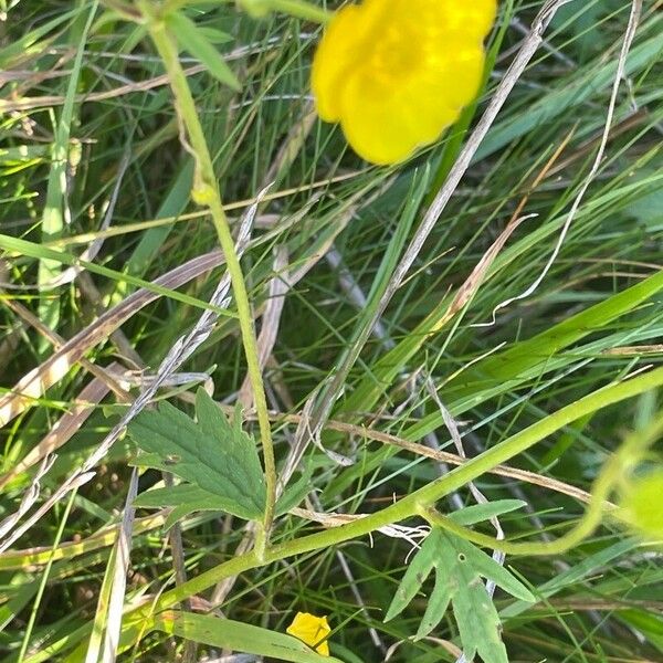 Ranunculus acris Leaf