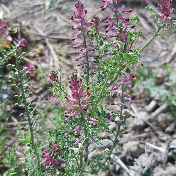 Fumaria officinalis Flor