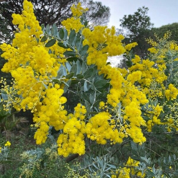 Acacia podalyriifolia List