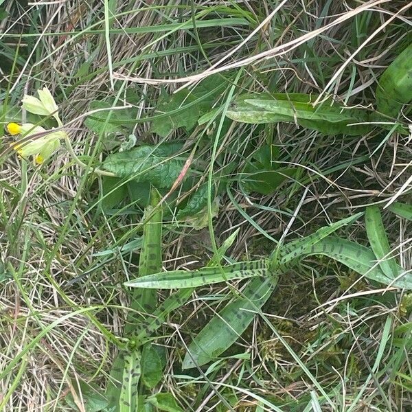 Dactylorhiza maculata Blad