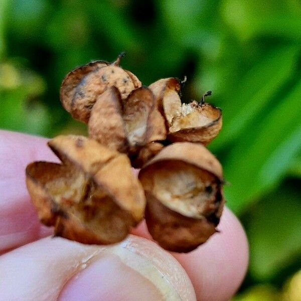 Euonymus japonicus Plod