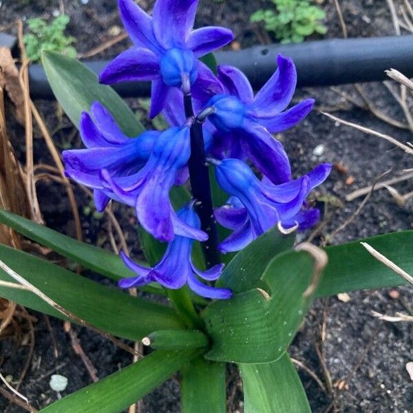 Hyacinthus orientalis Flor