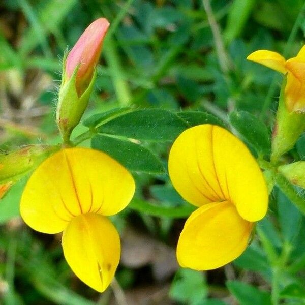 Lotus corniculatus 花