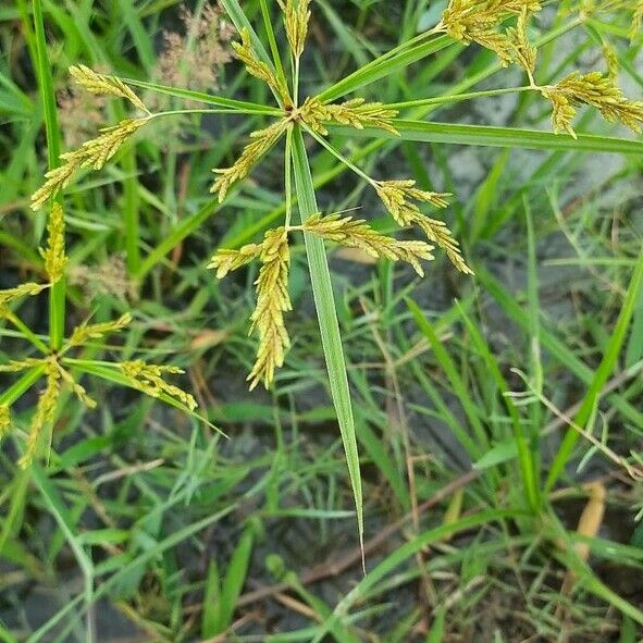 Cyperus iria Lapas