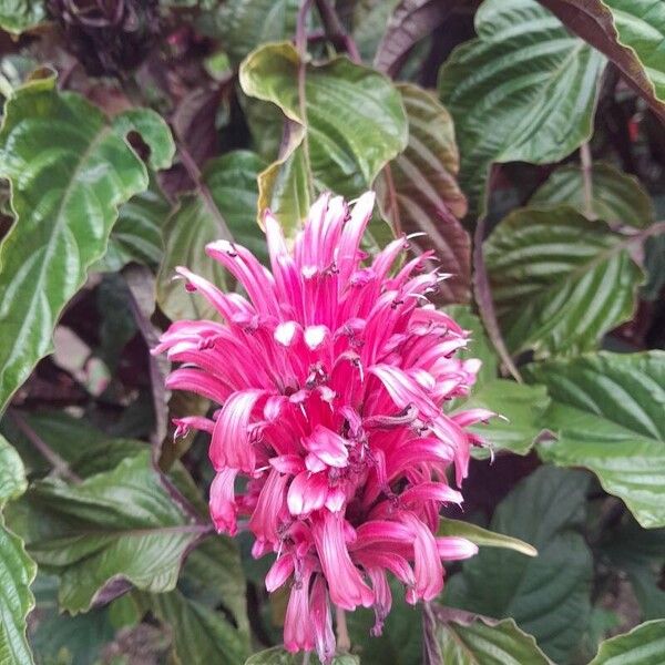 Justicia carnea Blomst