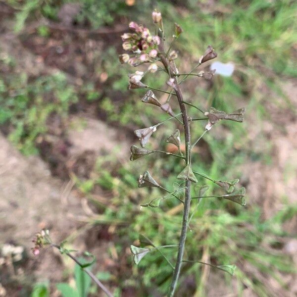 Capsella bursa-pastoris Λουλούδι