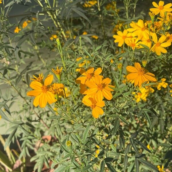 Tagetes lemmonii Fruit