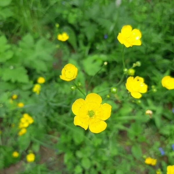 Ranunculus acris Цвят