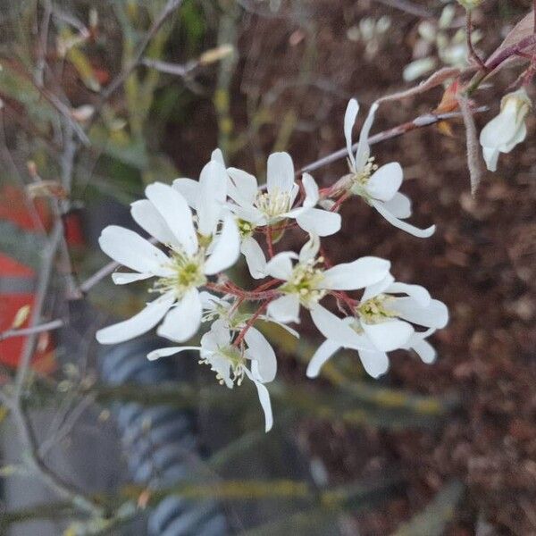 Amelanchier × lamarckii പുഷ്പം