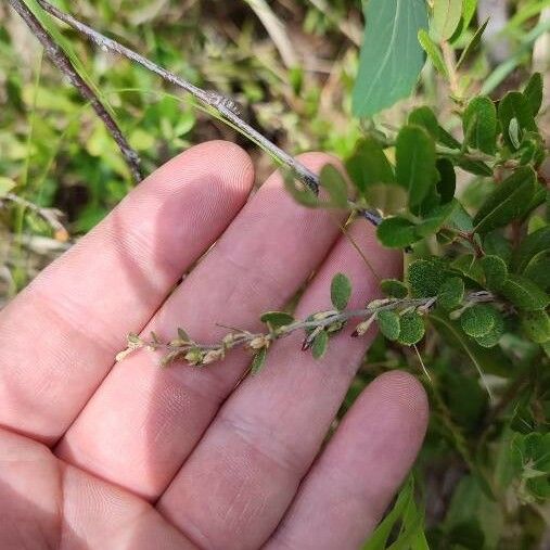 Chamaedaphne calyculata Fruit