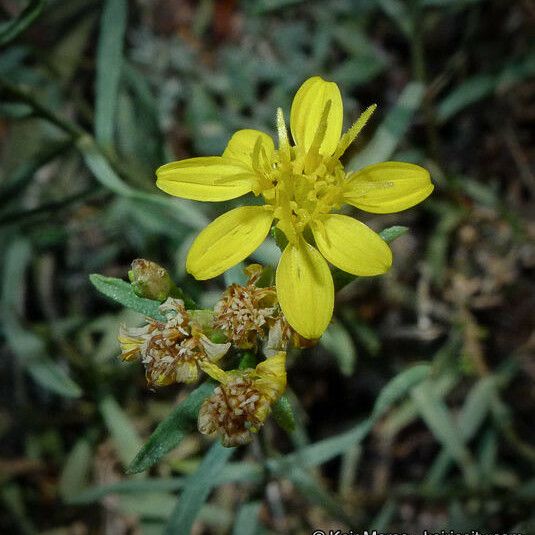 Gutierrezia sarothrae 花