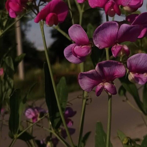 Lathyrus odoratus Kukka