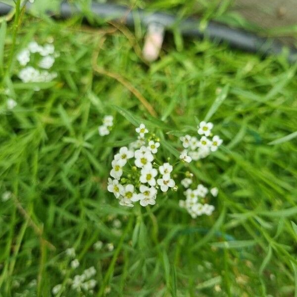 Lobularia maritima Flower