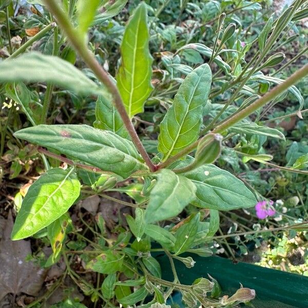 Oenothera rosea ഇല