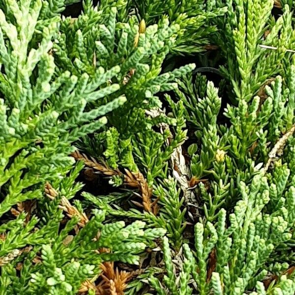 Juniperus horizontalis Hoja