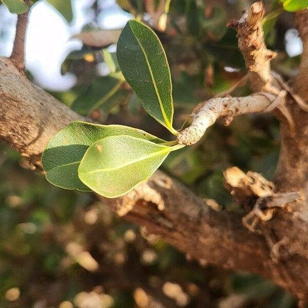 Manilkara mochisia Лист