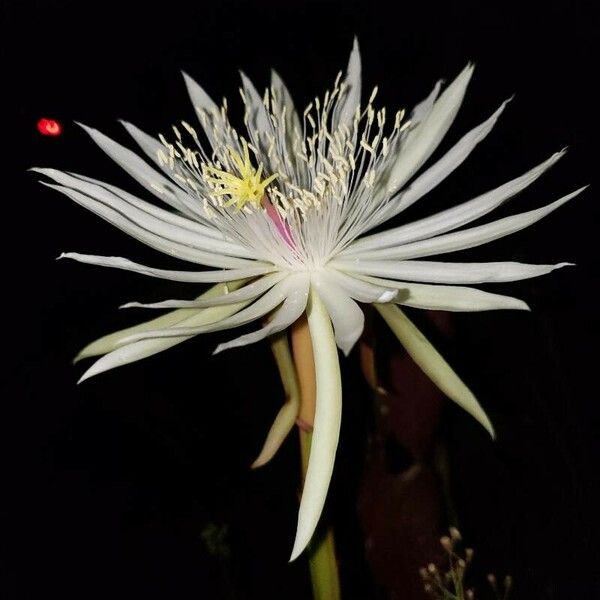 Epiphyllum phyllanthus Flower