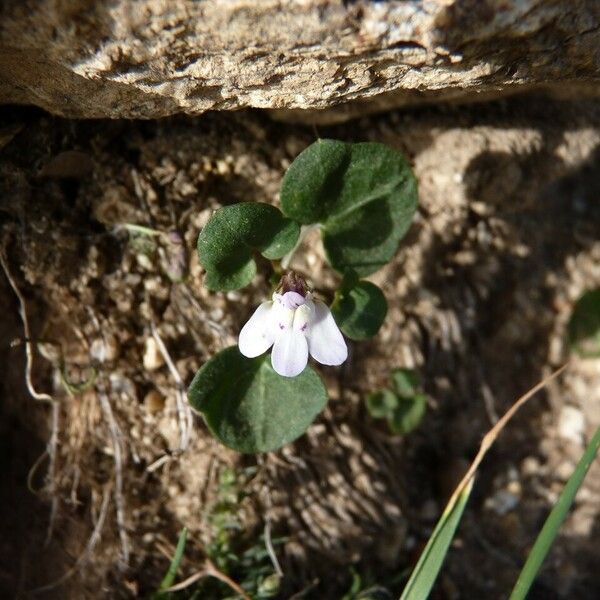 Cymbalaria hepaticifolia Flower