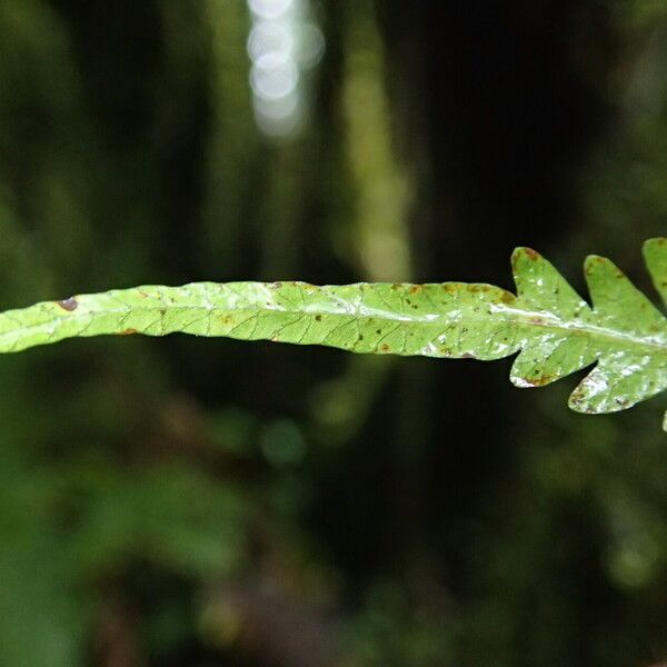 Pteris catoptera Folla